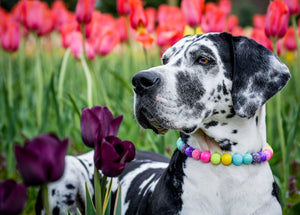 Summer Dreams - Bling Beaded Dog Collar